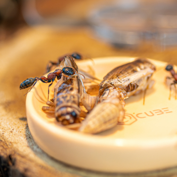 Preview: Feeding dish beige round - 40